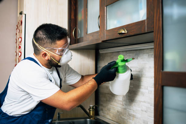 Best Wasp Removal Services  in Palm Bay, FL