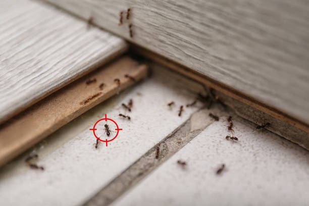 Best Local Pest Control Services  in Palm Bay, FL