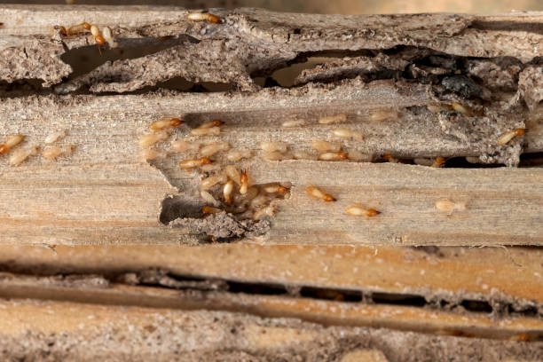 Trusted Palm Bay, FL Pest Control Experts